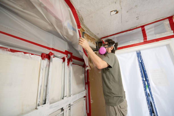 Best Basement Mold Removal  in Coquille, OR