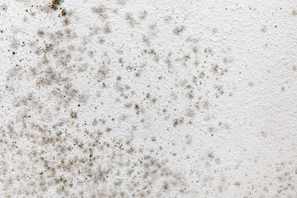 Best Attic Mold Removal  in Coquille, OR