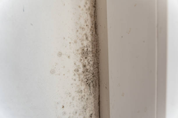 Best Post-Remediation Verification Testing  in Coquille, OR